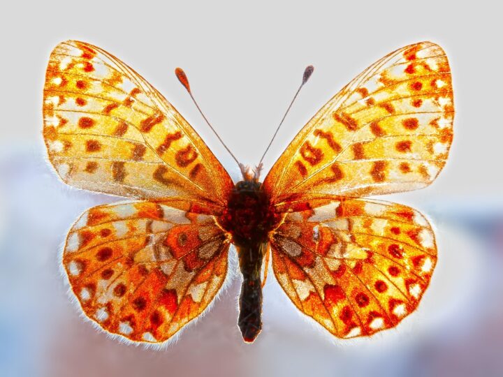 ¿Cómo identificar y superar los pensamientos limitantes para alcanzar tu máximo potencial empresarial?